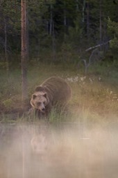 brown bear