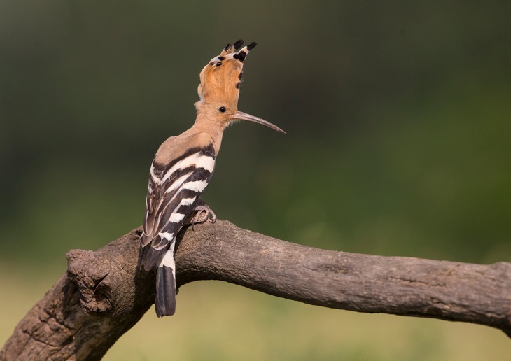 hoopoe