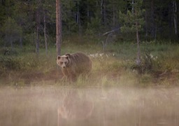 brown bear