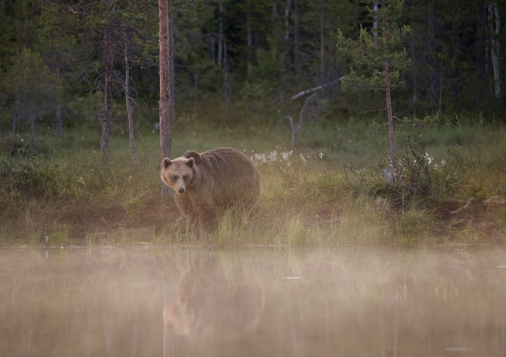 brown bear