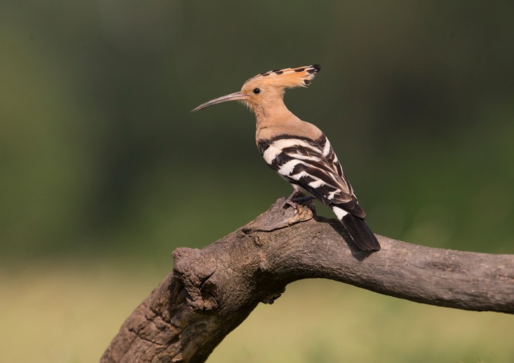 hoopoe