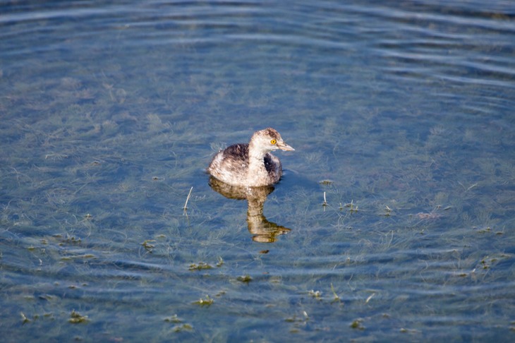 least grebe