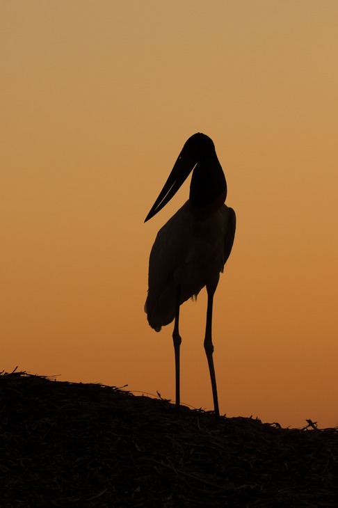 jabiru