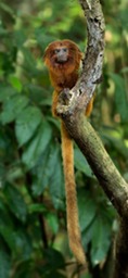 golden lion tamarin