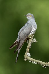 cuckoo