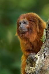 golden lion tamarin