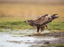 white tailed eagle