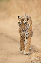 bengal tiger