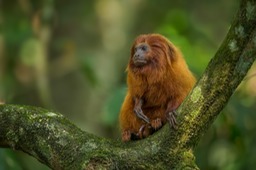 golden lion tamarin