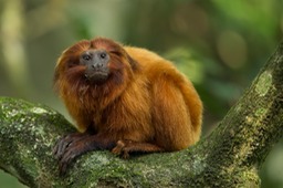 golden lion tamarin