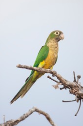 cactus parakeet