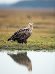 white tailed eagle