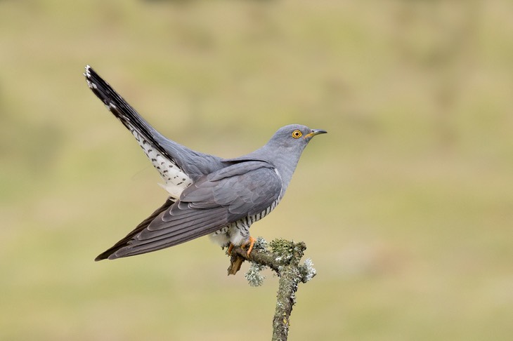 cuckoo