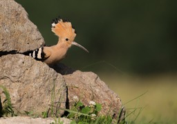 hoopoe