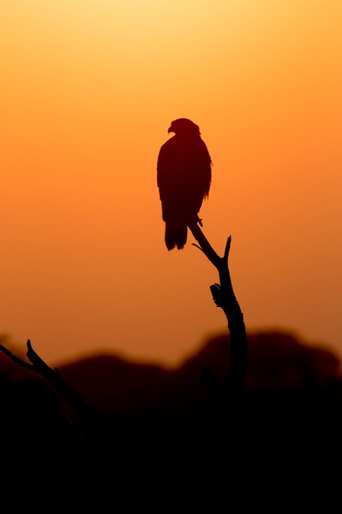 crested serpent eagle