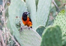 campo oriole