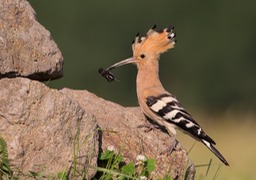 hoopoe