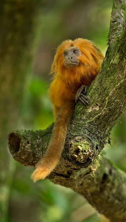 golden lion tamarin