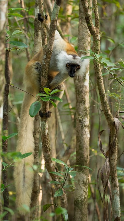 black lemur