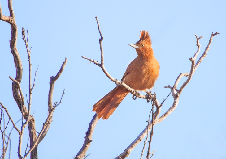 rufous cacholote