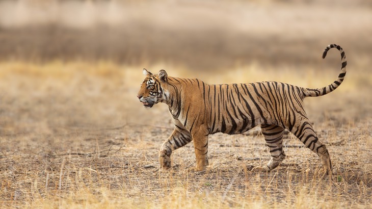 bengal tiger