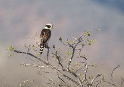 laughing falcon