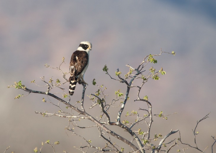 laughing falcon