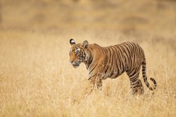 bengal tiger