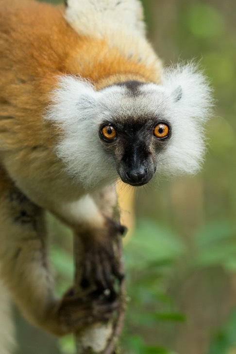 black lemur