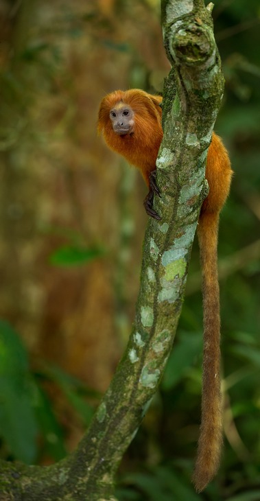 golden lion tamarin