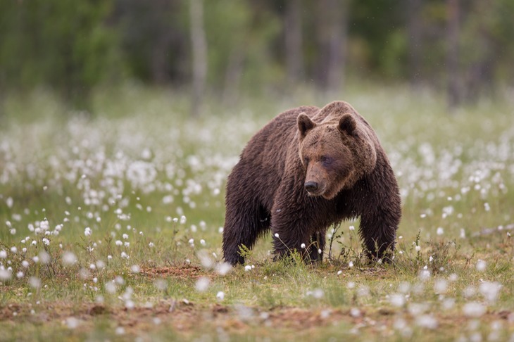 brown bear