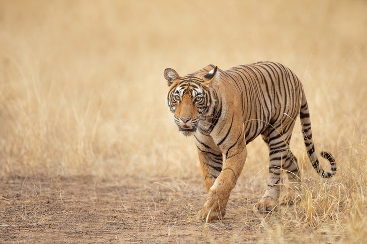 bengal tiger