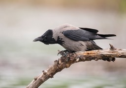 hooded crow