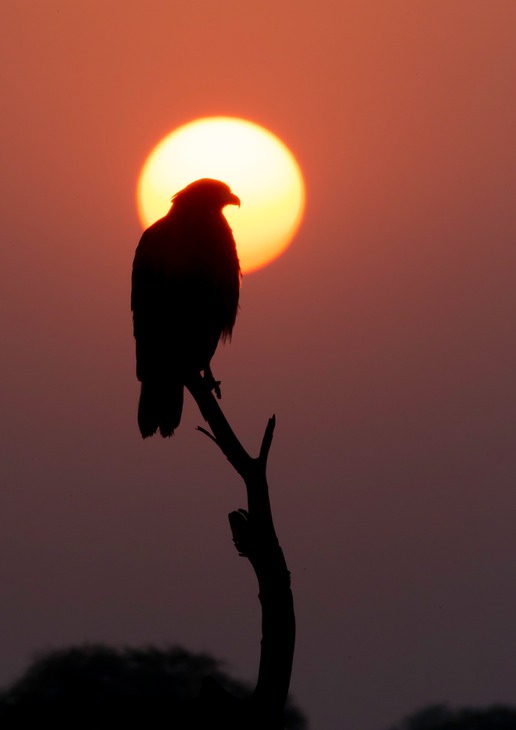 crested serpent eagle