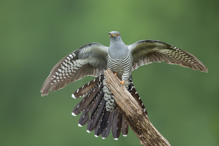 cuckoo