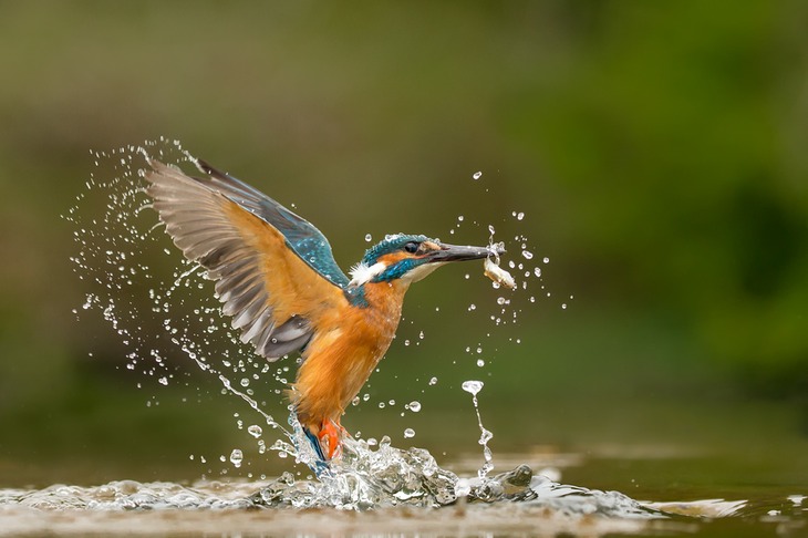 kingfisher