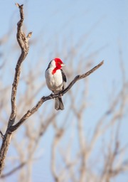 red cowled cardinal