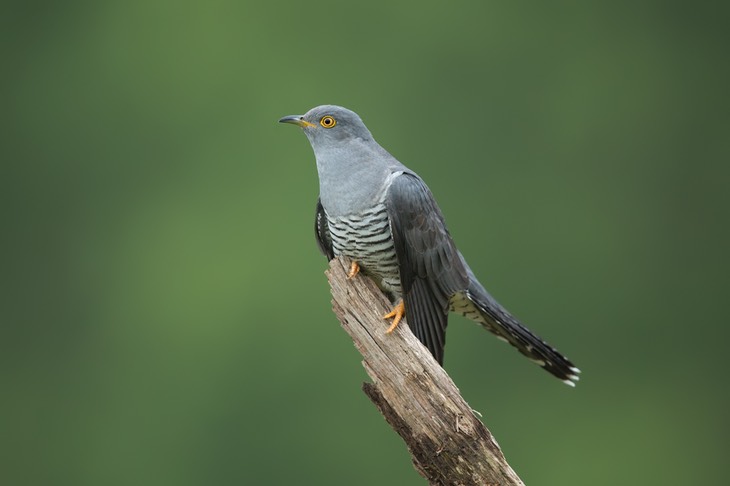 cuckoo