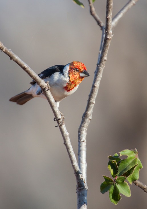 red cowled cardinal