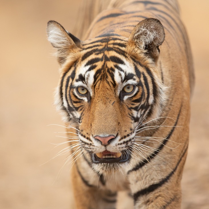 bengal tiger