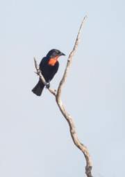 scarlet throated tanager