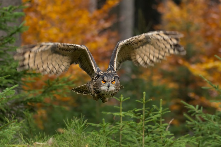 eagle owl