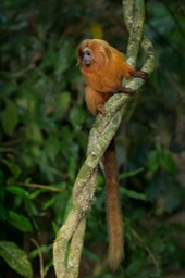 golden lion tamarin