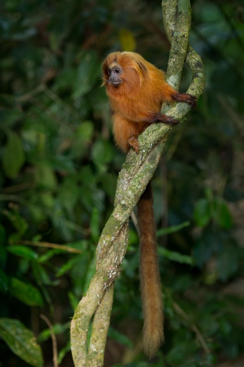 golden lion tamarin