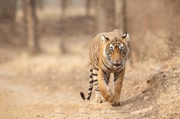 bengal tiger