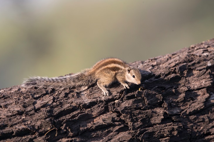 northern palm squirrel