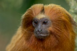 golden lion tamarin