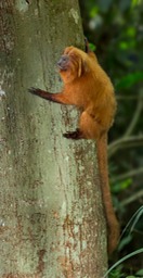 golden lion tamarin