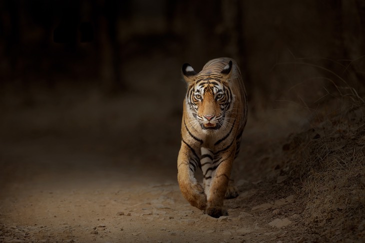 bengal tiger