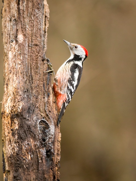 middle spotted wood pecker